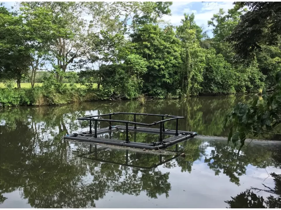 Cage used in the experiment Demographic identification of Greater Caribbean manatees via acoustic feature learning